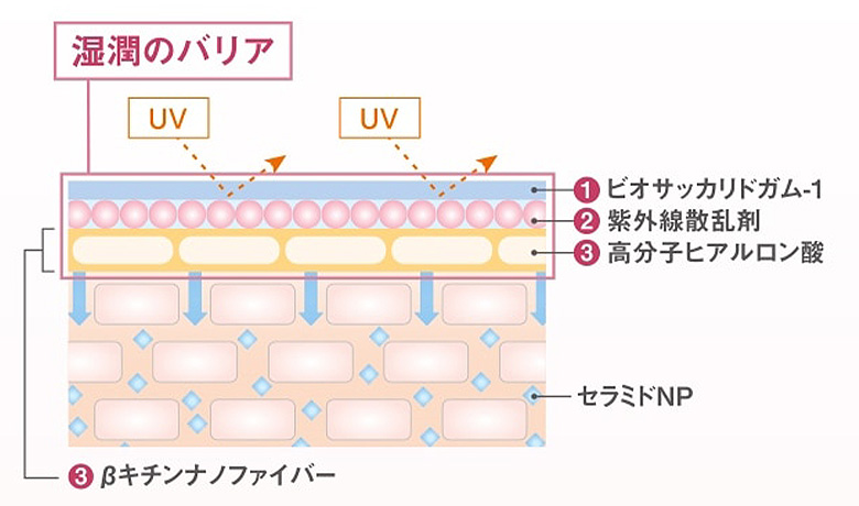 �A�N�Z�[�k�Ǝ��Z�p �p�����P�A���ی삷�遃�����̃o���A��