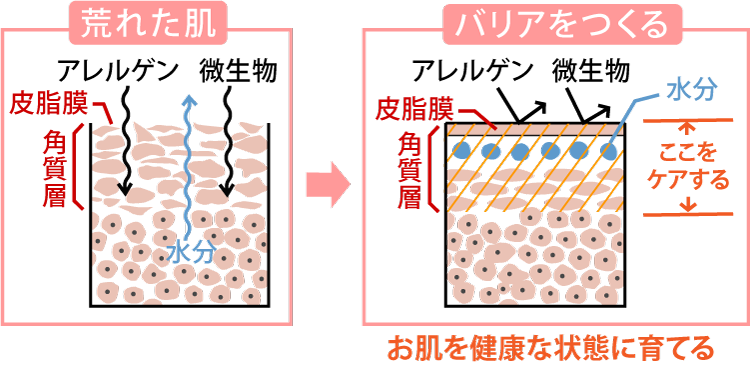 お肌のバリア